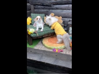 Видео от Щенки мини собачек , чихуахуа , пудель , шпиц