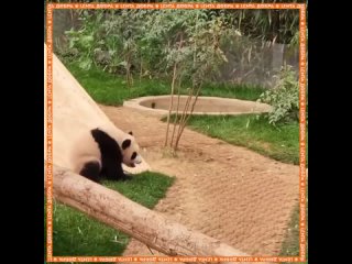 Мама-панда обучила своего малыша очень важному навыку: она показала, как кататься с горки
