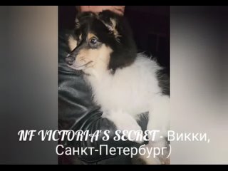 NF VICTORIA'S SECRET - Викки, Санкт-Петербург)