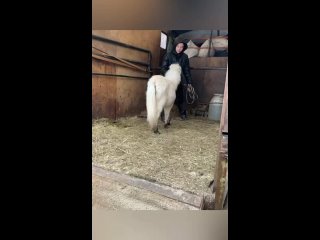 Видео от Пони-ферма Александрова дача. Продажа пони