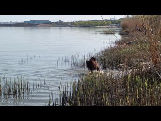 Video by Дрессировка собак г.Таганрог