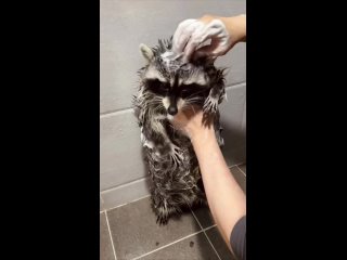 Вот вам видео, как моют енота