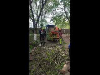 В Батайске продолжаются работы по санитарной обрезке и обрезке аварийных деревьев