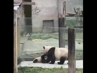 Панда учит своего детёныша залазать на деревья