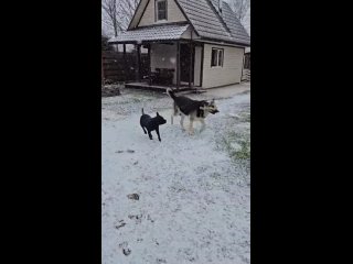 Видео от Staffy Bull. Самые лучшие в мире собаки