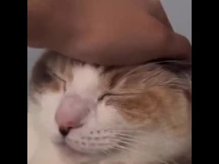 Head rubs before breakfast