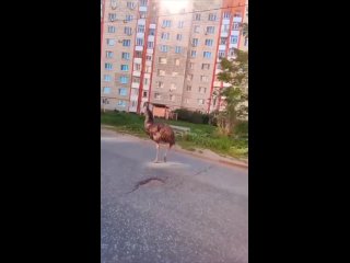 Главное не пугать , а то пол из асфальта 😃 - Славик Харитонов