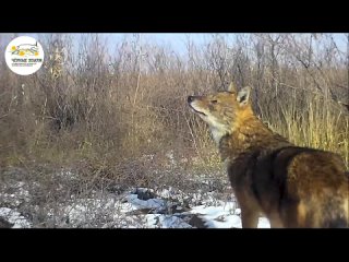 КТК — Заповедник “Черные земли“