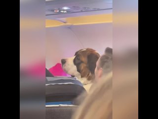 Собака на месте пассажира в самолете