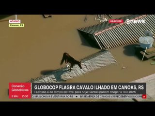 Конь спасается от наводнения на крыше