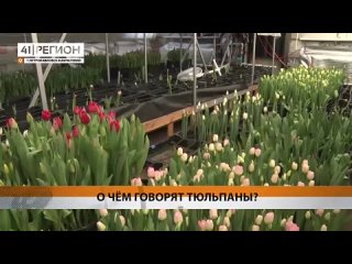 Особенности цветочного бизнеса на Камчатке