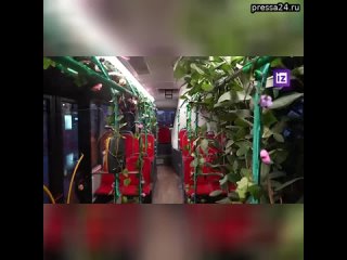 В Сочи украсили зеленью и цветами салон одного из автобусных маршрутов.  Каждой пассажирке подарили