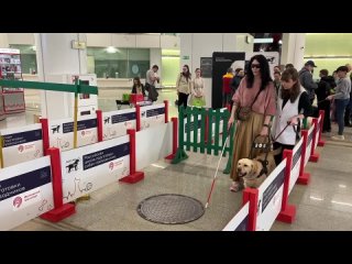 Собаки-поводыри в столичном метро