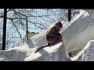 Джоник, как гопник с семечками! Так захотел семечек, пришлось обсыпать! Люся и Ко. Тайган.