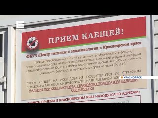 ️В Красноярске и окрестностях проснулись клещи. Первого заметил турист на восточном входе Столбов. Второго клеща снял с собаки ж