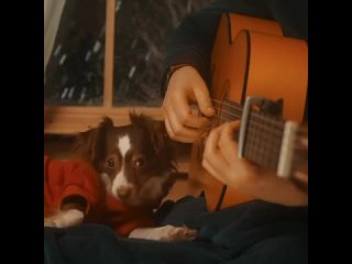 these hands are made for petting   @acoustictrench  @- #barked #acoustic #guitar #AustralianShepard #aussie