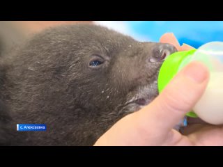 Медвежьи ясли открылись. Почему новорожденные косолапые в Приморье становятся сиротами?