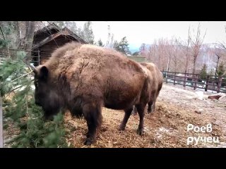 Видео от Красноярск ВКурсе - новости и события города