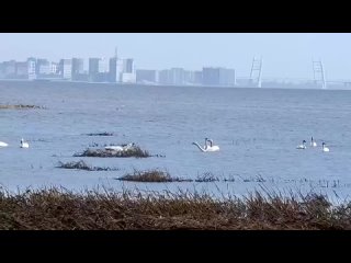 Лебеди вернулись в Петербург после зимовки