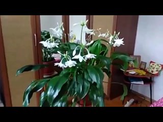 Домашние цветы и комнатные растения
