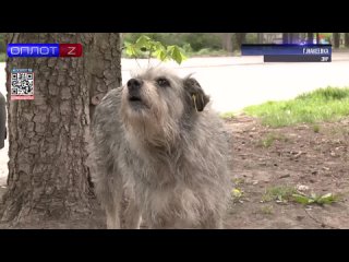 Ветеринарная служба из Югры вакцинирует и стерилизует собак Макеевки