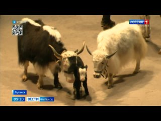 В Луганском цирке во время гастролей родился Як