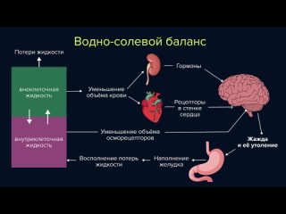 Видео от Биология | ЕГЭ 2024 | Учеба.ру
