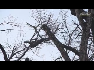 В Краснодаре продолжают убирать аварийные деревья