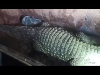 Крокодила-нелегала таможенники задержали на границе с Казахстаном в Орске

Двухметровый крокодил Бакс пытался покинуть страну вм