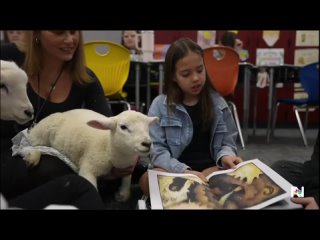 Маленьких барашков приглашают в школу 🐑