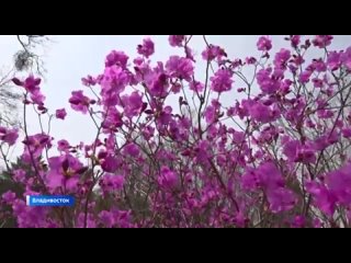 В Приморье начался фестиваль рододендрона. Его проводят впервые в регионе. Чтобы полюбоваться цветущим кустарником жителям и гос