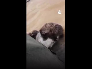 В затопленном оренбургском поселке спасли кота