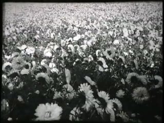 МАРИЯ КОДРЯНУ - _Цвети, земля моя____Maria Codreanu - Blossom, my Land