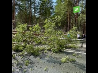 Огромное дерево парализовало движение на трассе Челябинск-Екатеринбург