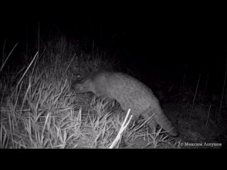 Дикий Амурский лесной кот поедает свежую траву