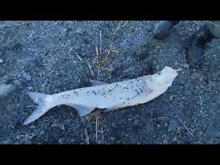 Видео от Рыбалка и Охота Комсомольска-на-Амуре
