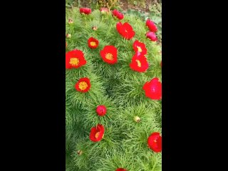 Video by Цветочный рай питомник растений