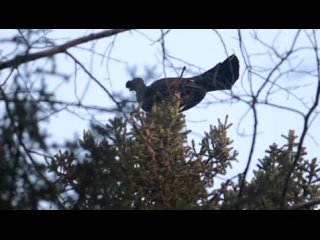 Видео от Охота и Рыбалка в Кировской области.