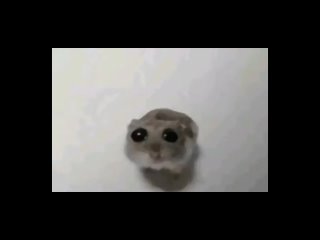 Sad hamster(Грустный хомяк)
