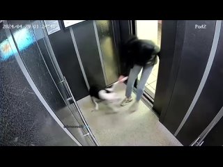 Красноярка избила собаку в лифте дома на Мате Залки