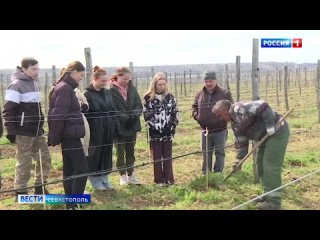 Будущие виноделы и виноградари, а пока первокурсники СевГУ, высадили свои первые лозы в долине Бельбек