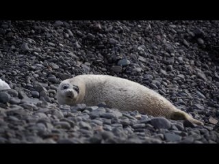 Более 1,2 тыс. детенышей ларг насчитали ученые в морском заповеднике в Приморье