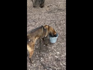 Наш Дружок - известный любитель луж и грязевых ванн!