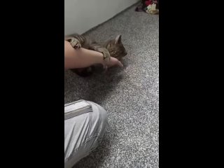 Video by Самые смешные животные