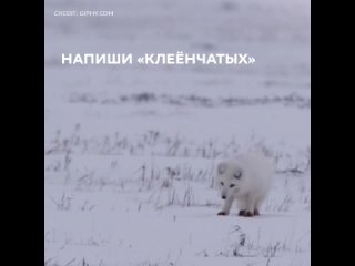 На Тотальном диктанте