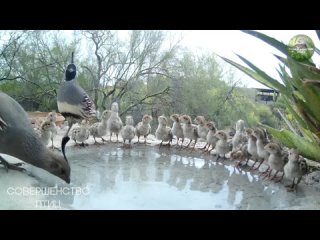 Многодетная семья на водопое. Калифорнийский хохлатый перепел