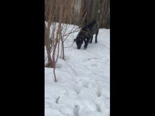 Видео от «Дорога Домой» г. Сосногорск