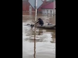 Спасение коровы во время наводнения в Орске (Оренбургская область, )
