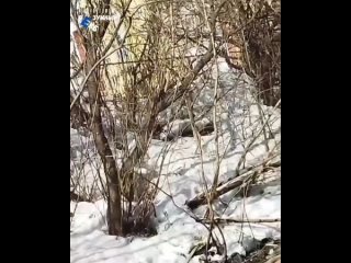 В Екатеринбурге чуть не утонул подросток, который перелазил по дереву через речку Ольховку