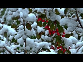 Антонио Вивальди. Времена года Зима